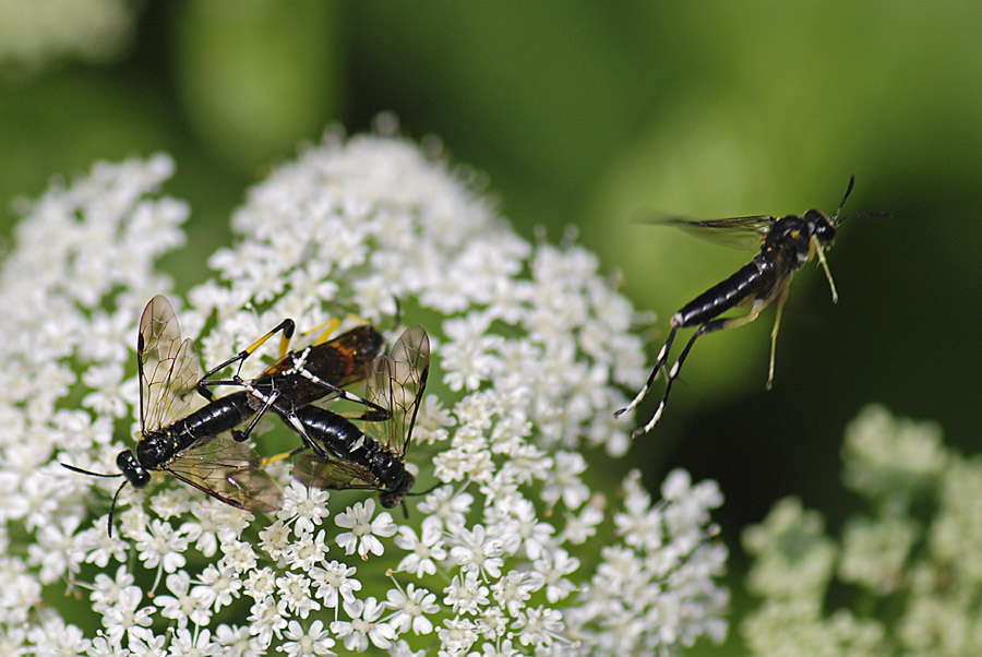 Macrophia montana in accoppiamento